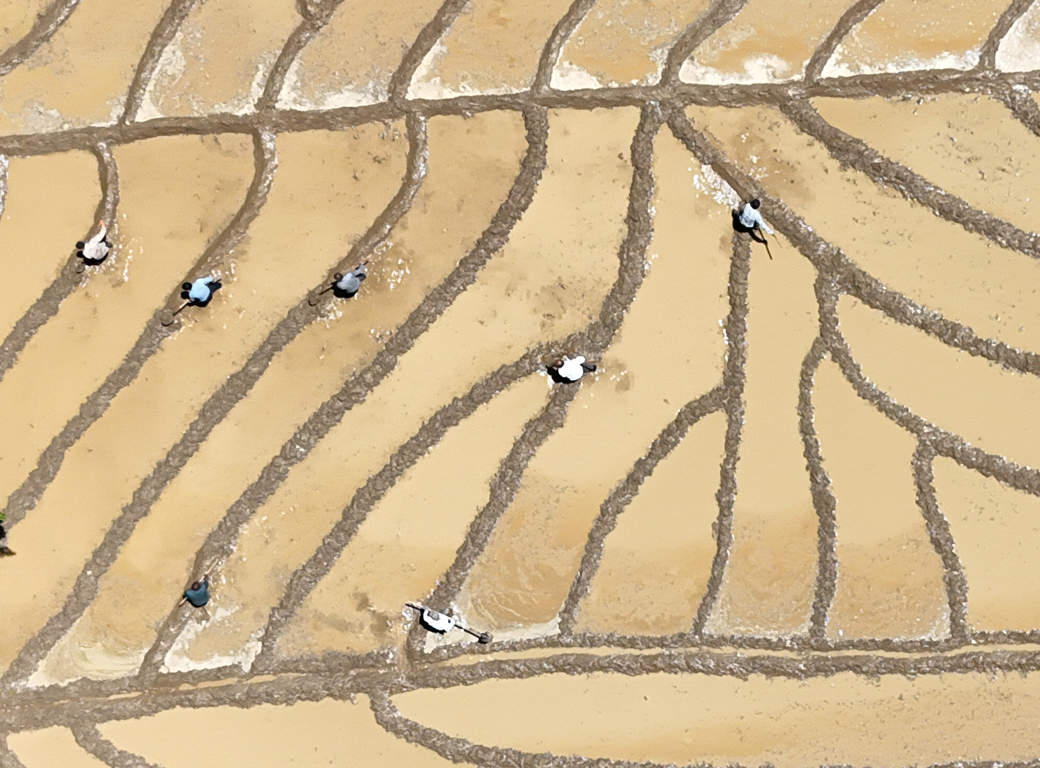 Çeltik tarlalarını birde kuş bakışı görün