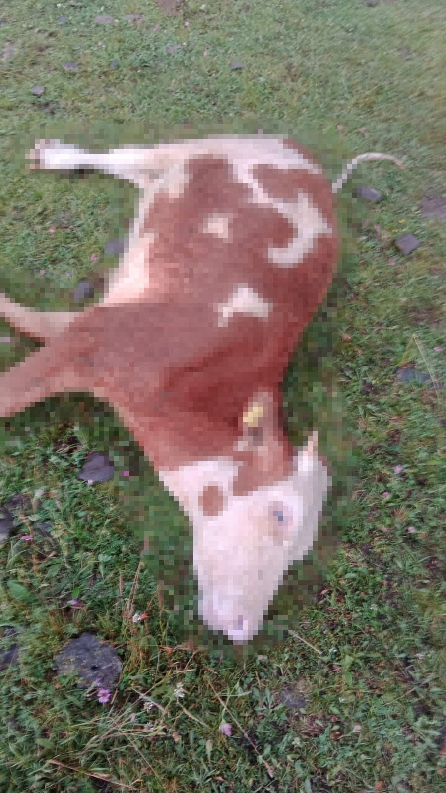 Ardahan’da yıldırım düştü, 5 inek telef oldu