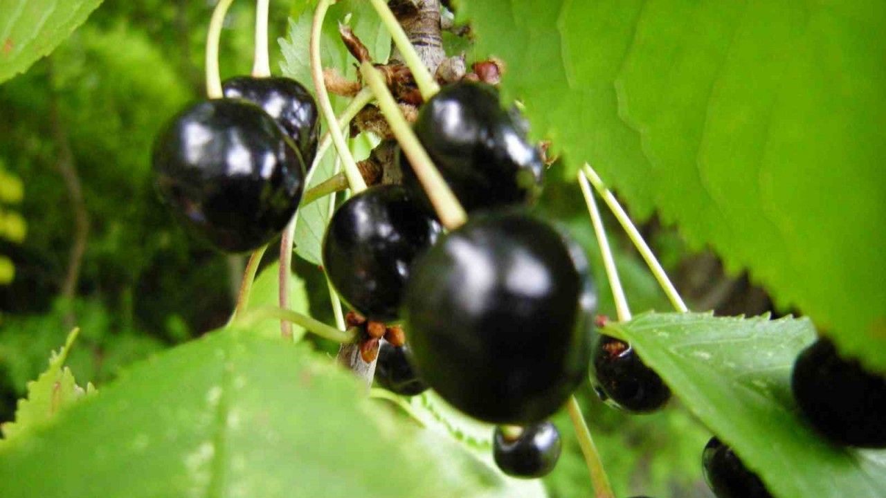 Posof’ta karla kaplı dağlar ve meyve dolu vadiler