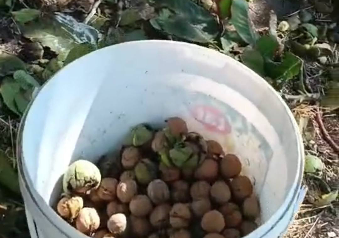 Adi̇lcevaz Cevi̇z1-1