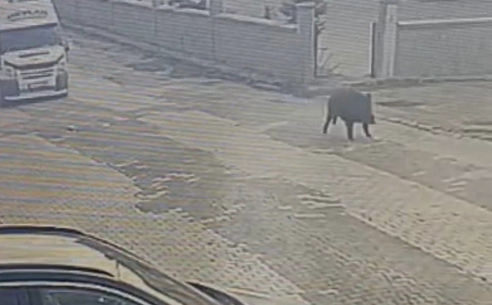 28E9C185 Be6C 4731 8C84 Edc56670D69F-1