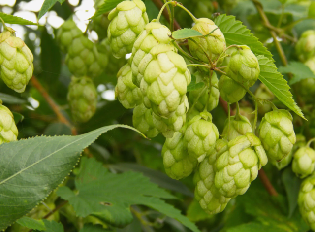 Turk Ciftcisi Cope Atiyor Avrupa Da Kilosu 35 19356675 7681 M