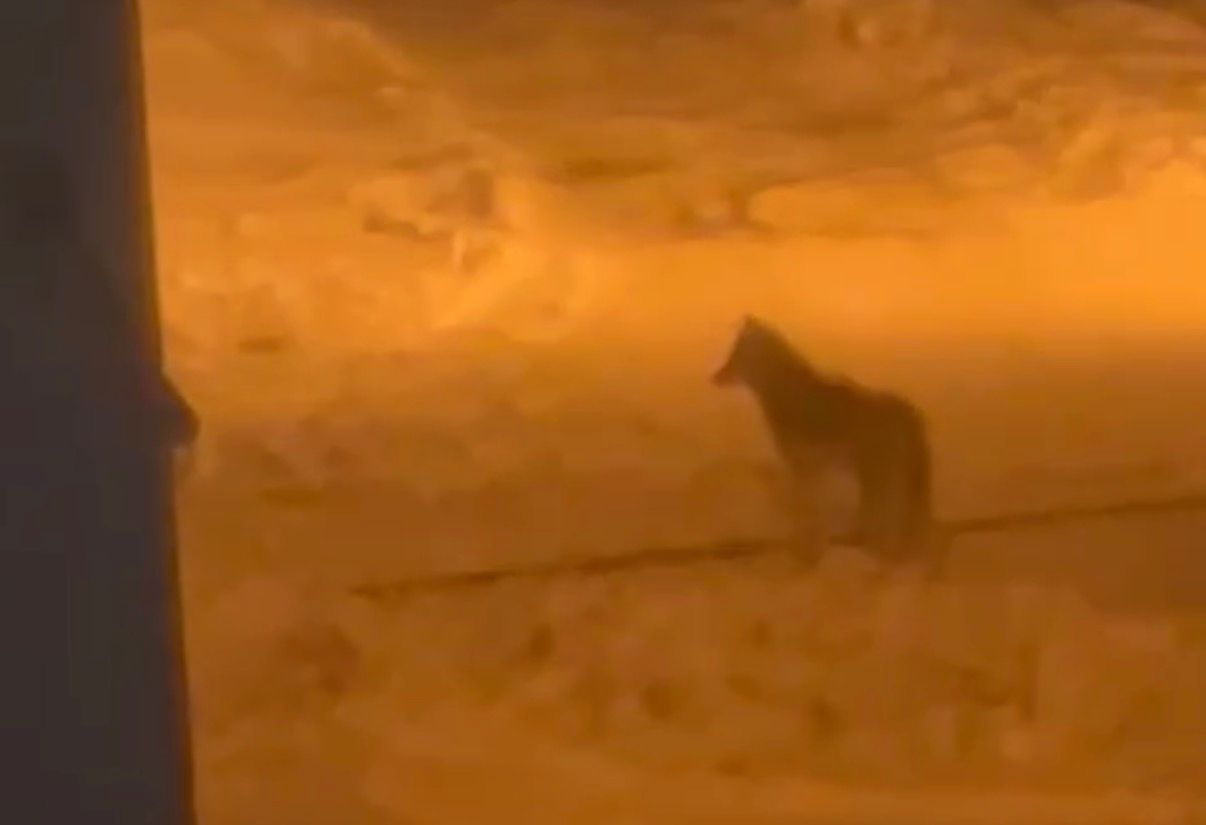 Whatsapp Image 2025 12 31 At 00.20.37