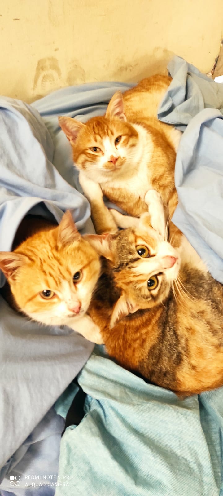 6Bbcb9Ed 5D2A 4436 8F75 A67A9241B770