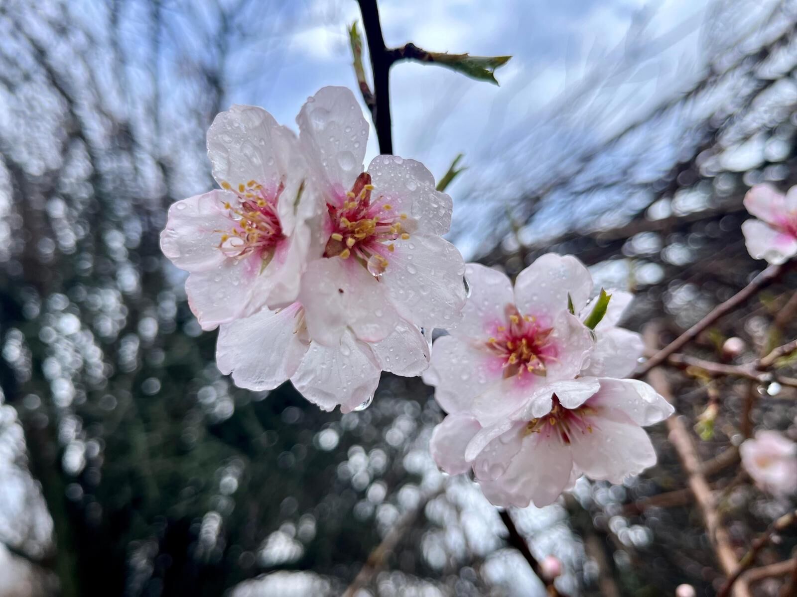 Whatsapp Image 2026 04 11 At 21.16.50