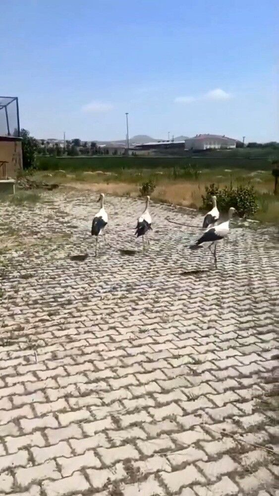 Bitlis