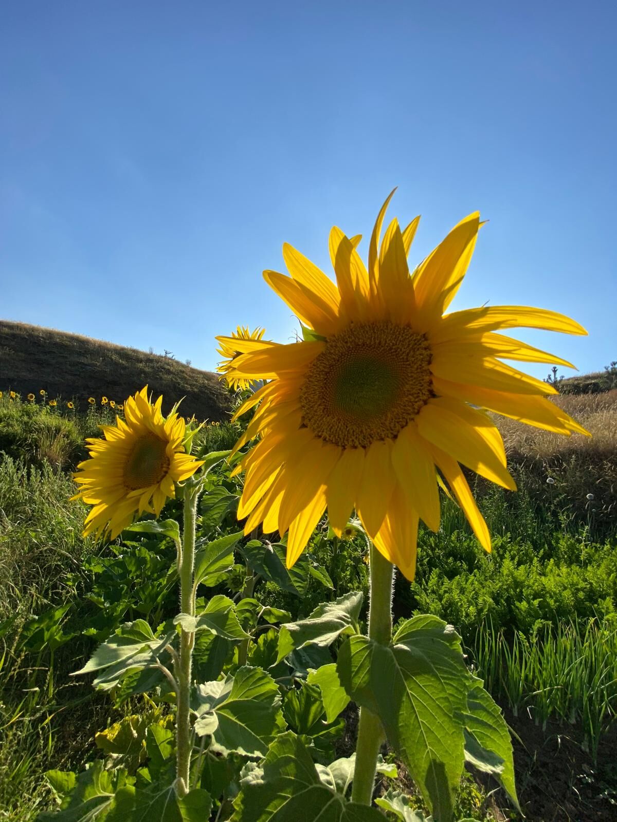 Bitlis