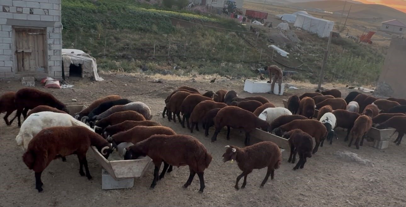 Ağrı'da besicilerde sonbahar hareketliliği