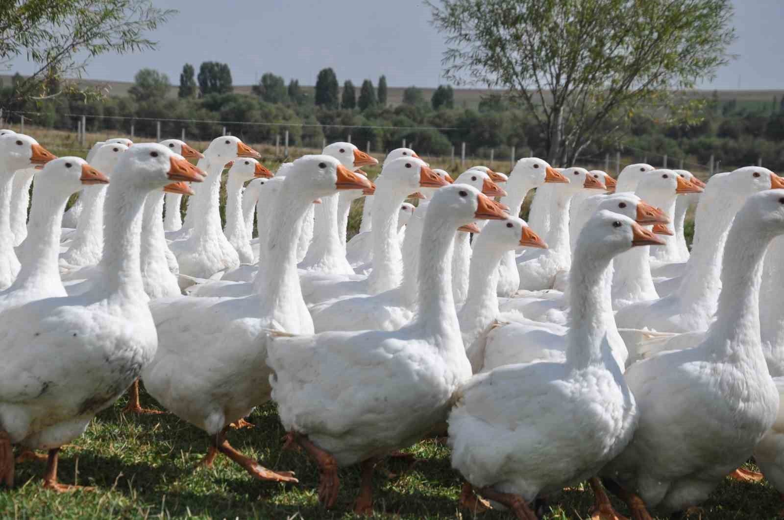 Başkanlığı bıraktı, kaz yetiştirmeye başladı