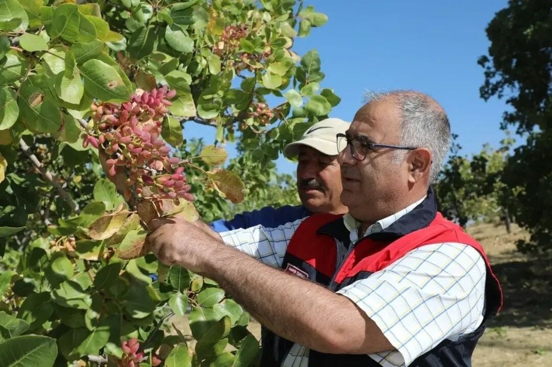 Elazığ'da 38 ton Antep fıstığı rekoltesi bekleniyor