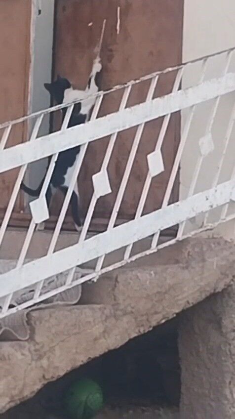 Elazığ'da bir kedi, evin kapısını açarak içeri girdi