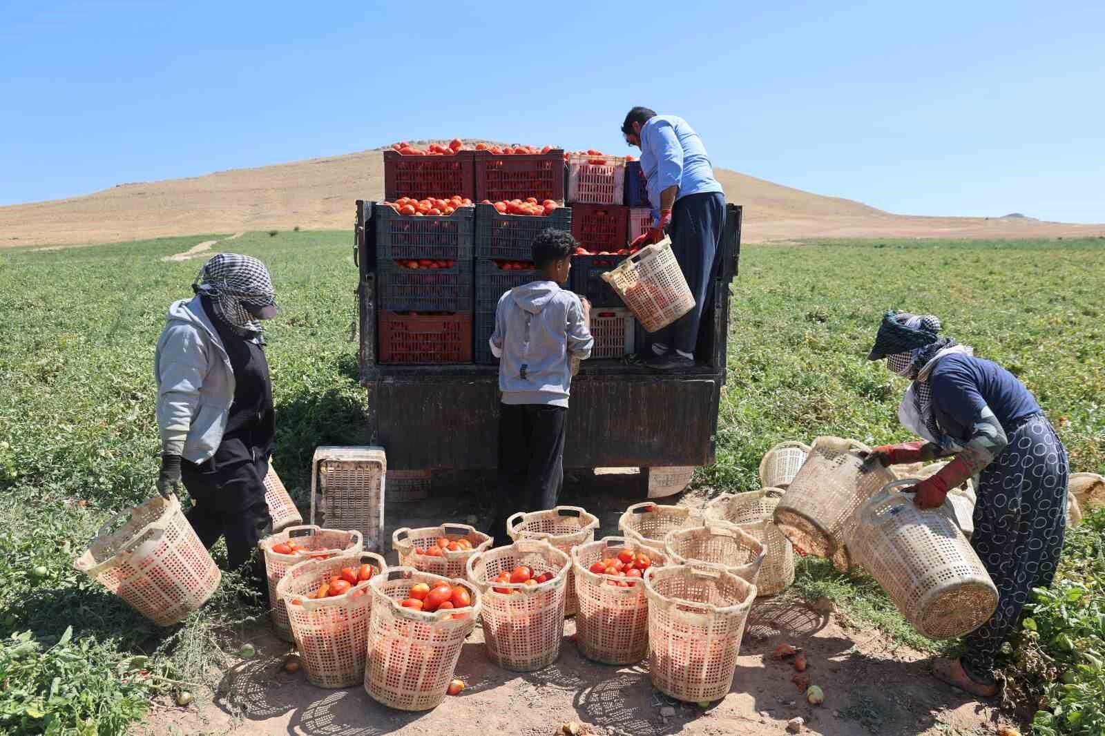 Elazığ'da mevsimlik işçilerin tarlada ekmek mücadelesi