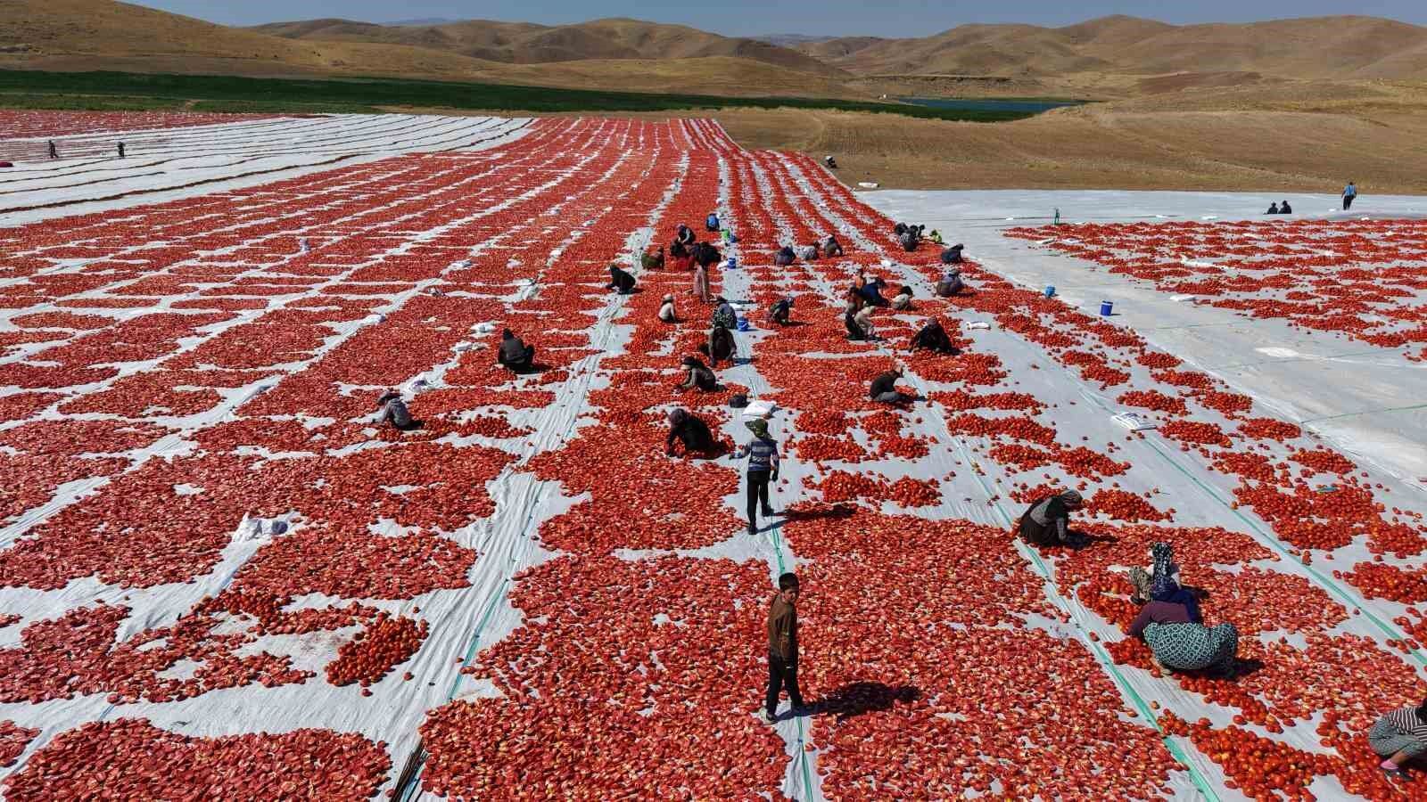 Elazığ'da üretilen domatesler, dünya sofralarını tatlandırıyor