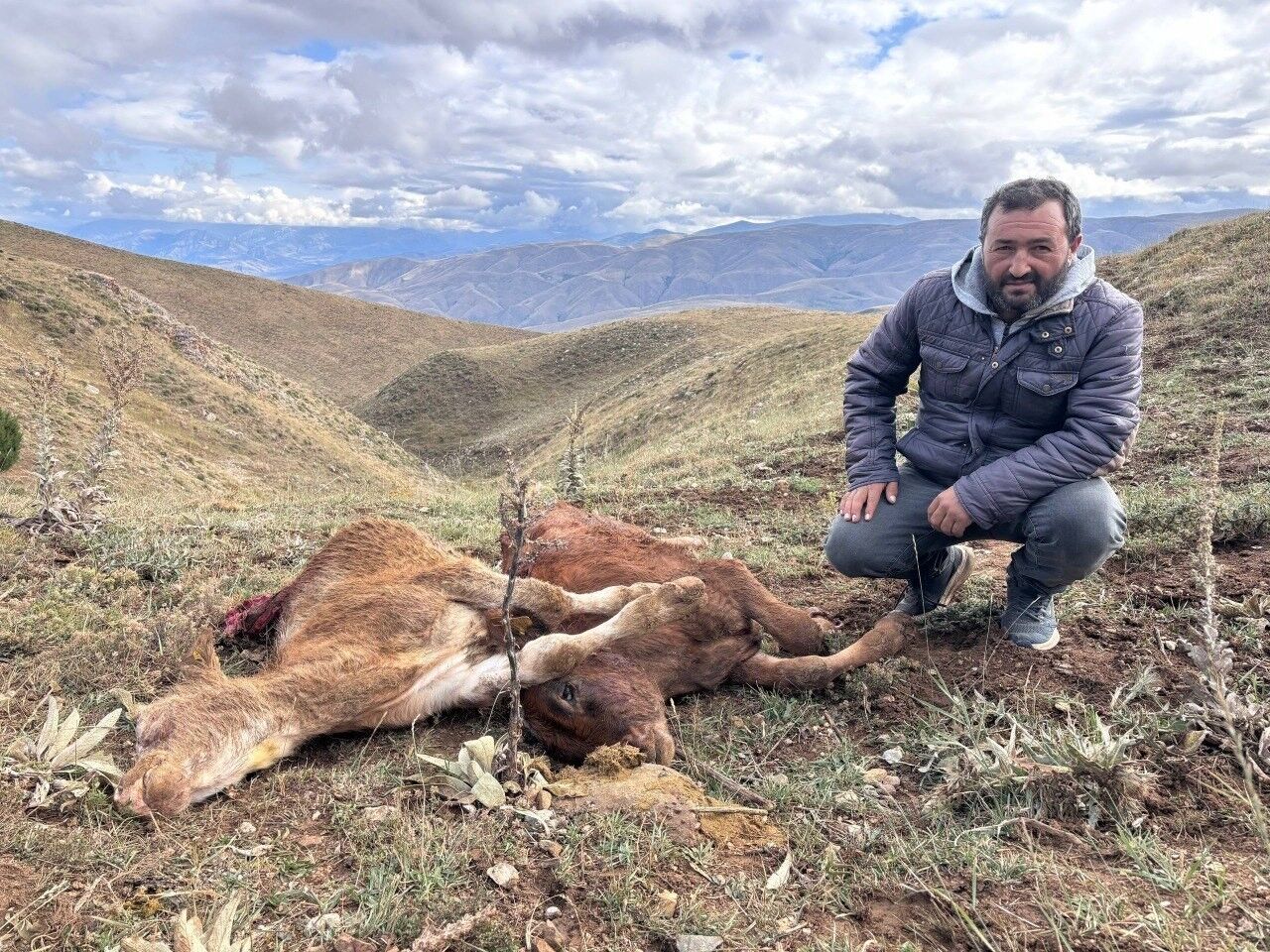 Erzincan'da ayı saldırısında 2 buzağı telef oldu