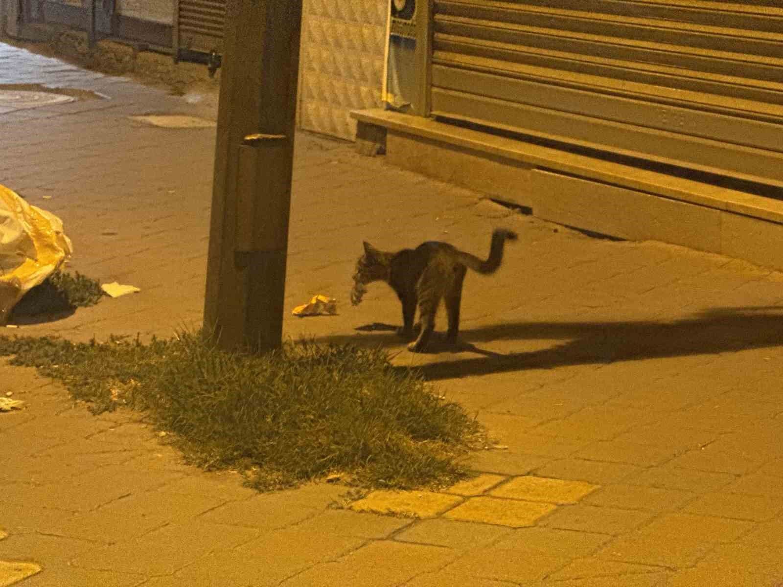 Iğdır'da şaşırtan görüntü: Fare ölü taklidi yaptı, kedi bırakmadı