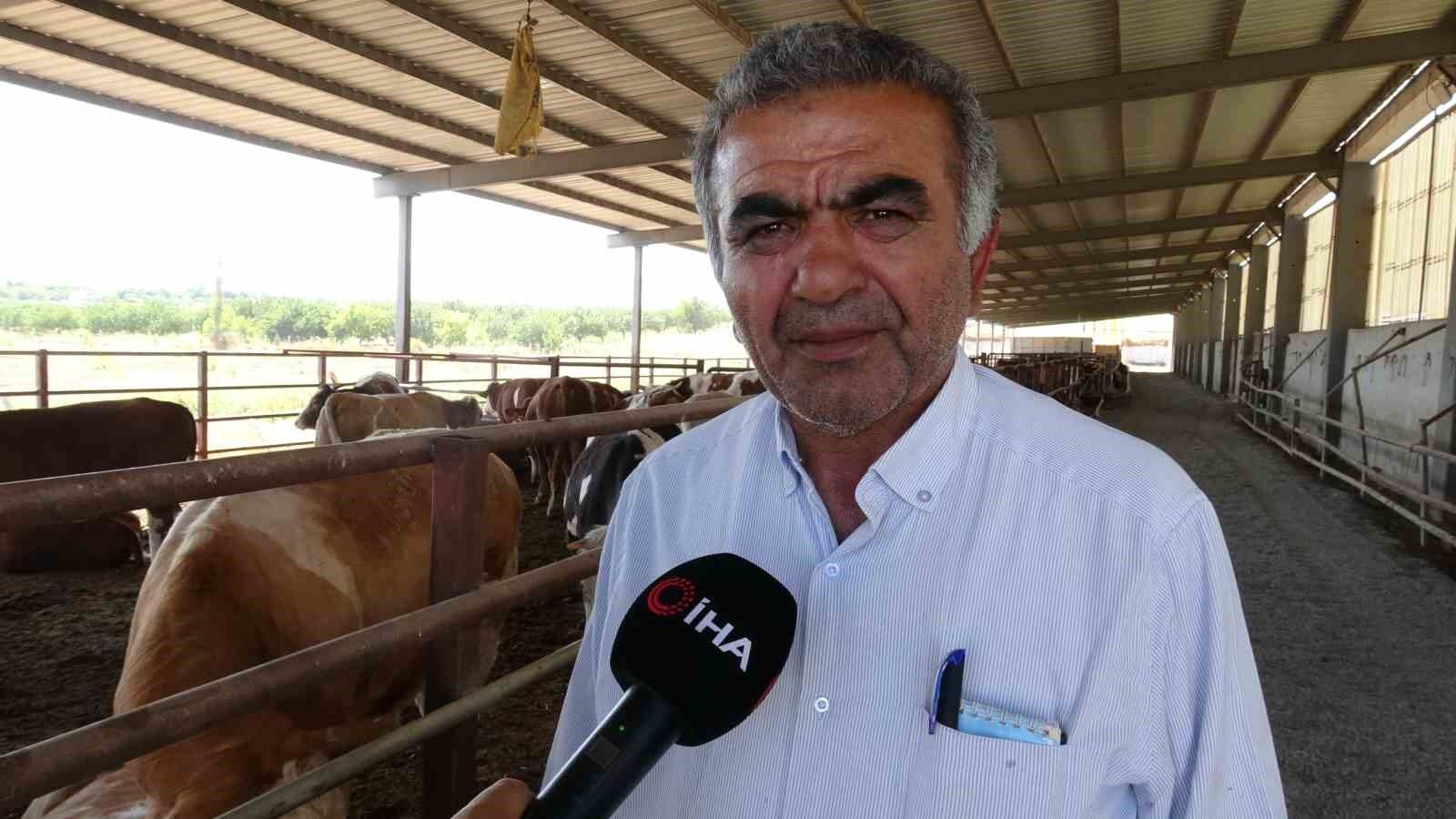 Malatya'dan Türkiye'ye damızlık düve desteği