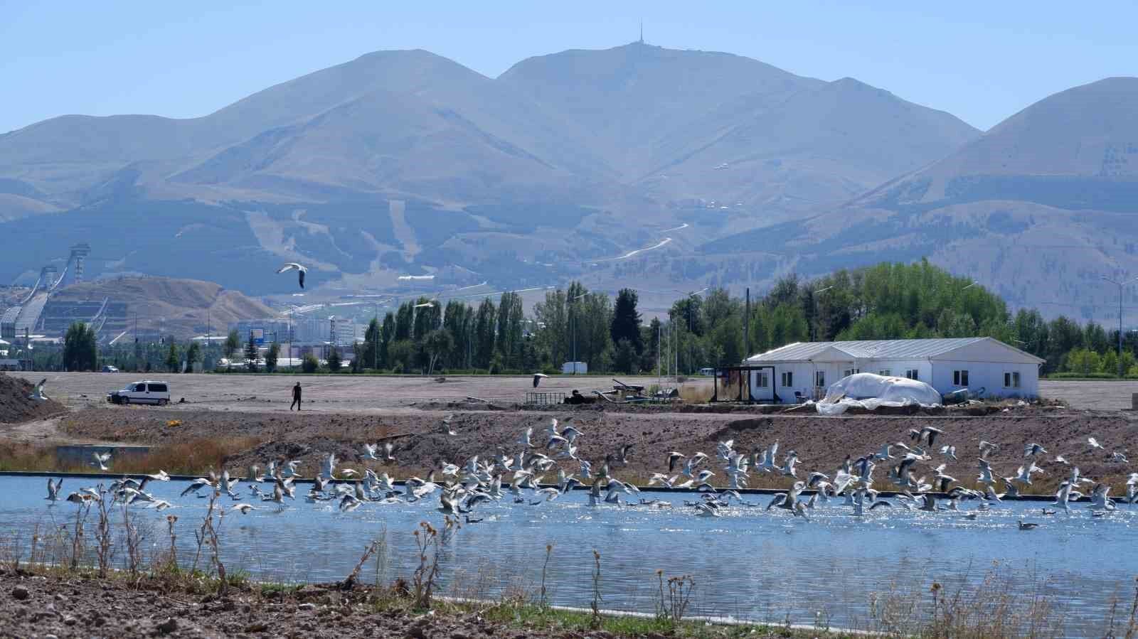 Martılar, denize kıyısı olmayan Erzurum'a misafir oldu