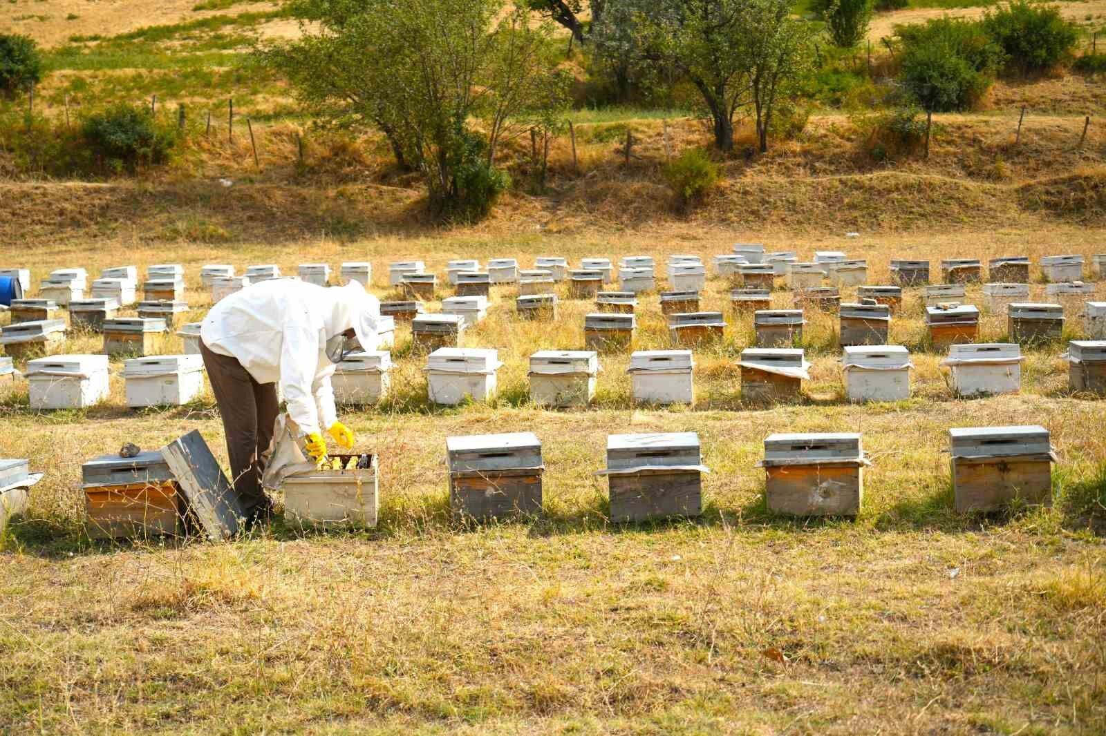Muş'ta bal hasadı tamamlandı: 700 ton bal elde edildi