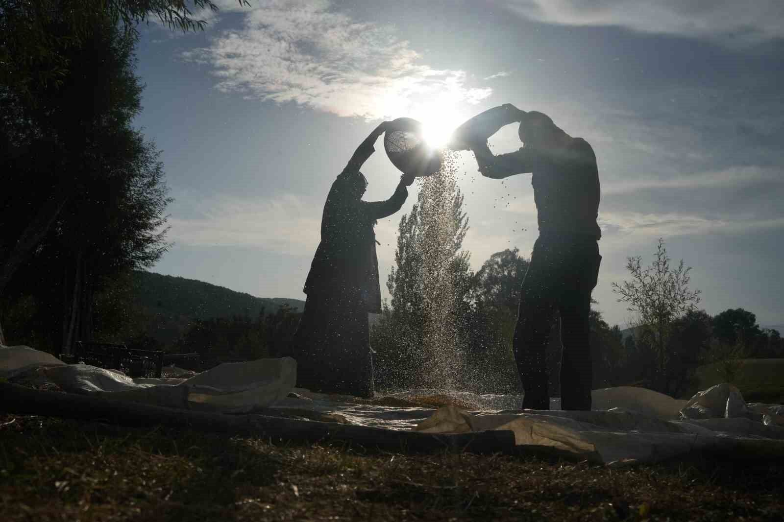 Muş'ta geleneksel yöntemle mısır hasadı