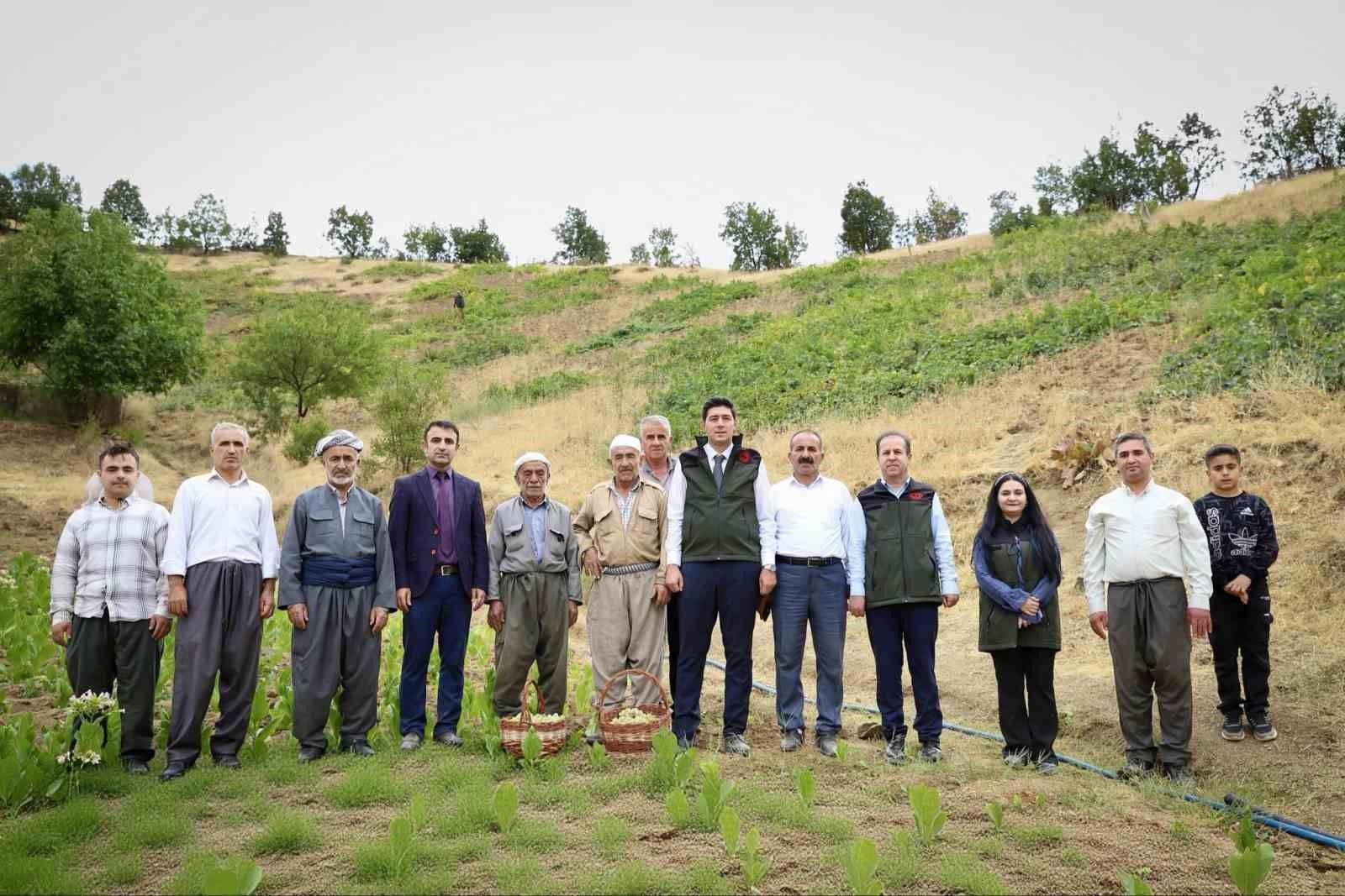 Şemdinli'de üzüm hasadı başladı