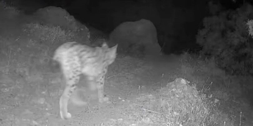 Tunceli'nin doğal yaşamı fotokapanla gözler önüne serildi