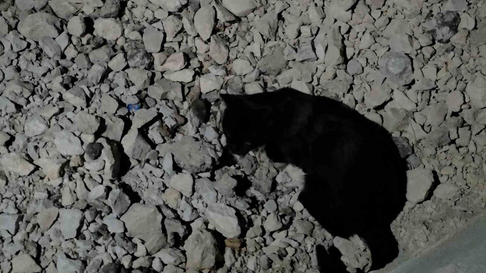 Van Gölü sahilinde sıra dışı anlar: Kedi yakaladığı fare ile saatlerce oynadı