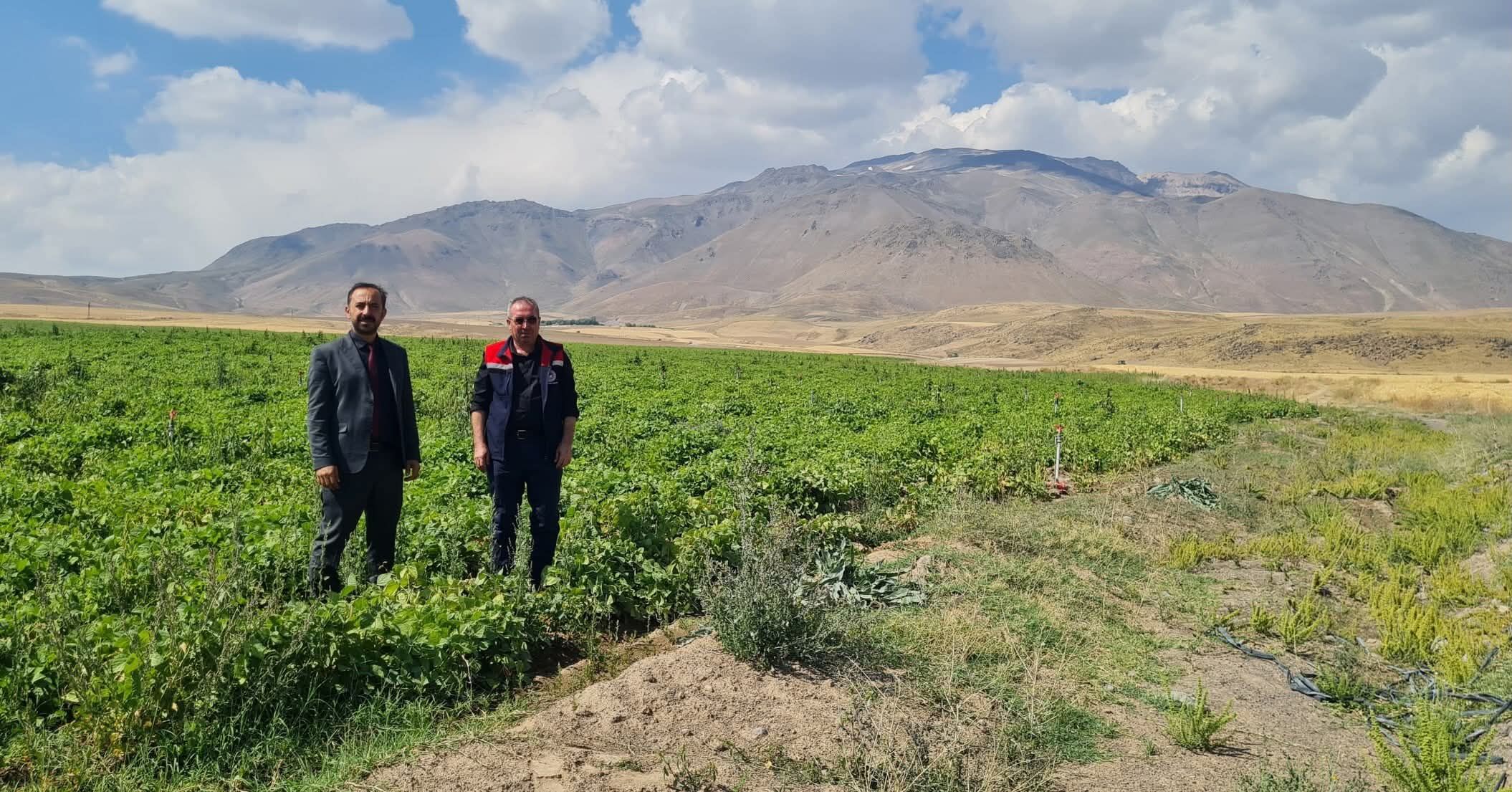 Adilcevaz’da fasulye tarlalarında üretim kontrolleri yapıldı