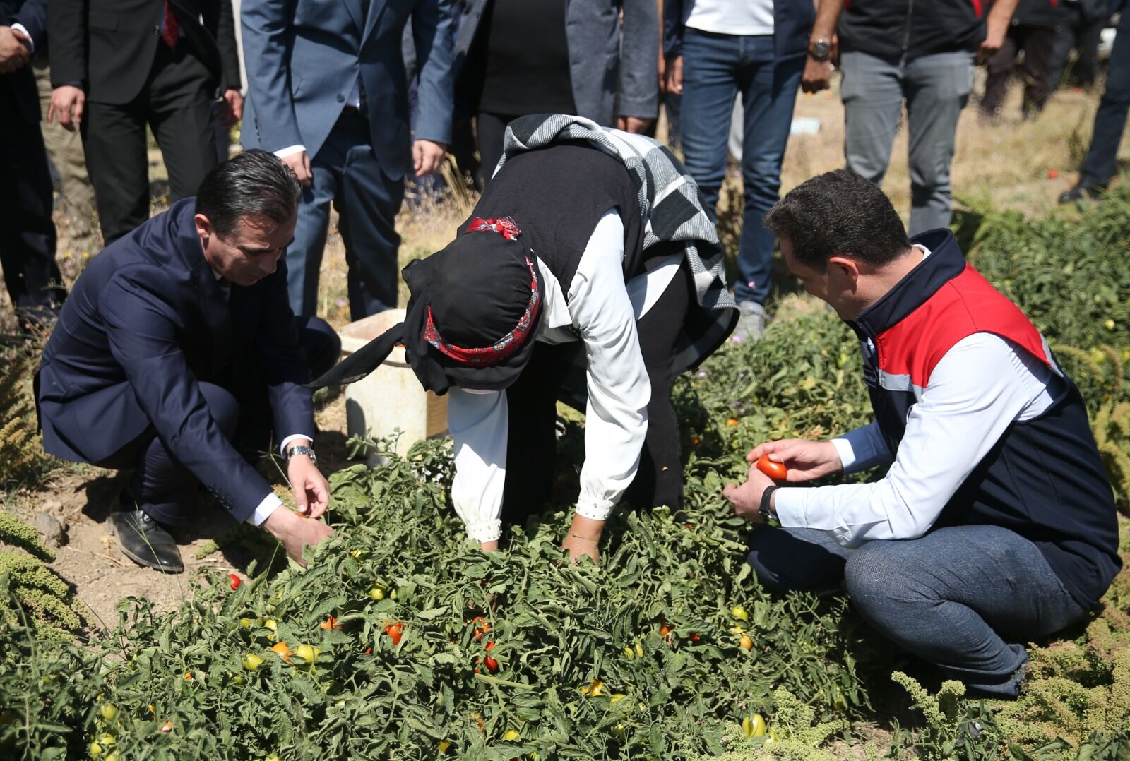 Tatvan’da Nemrut Dağı Eteklerinde domates hasadı sürüyor
