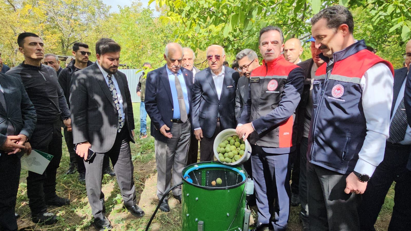 Adilcevaz cevizinde hasat sezonu başladı