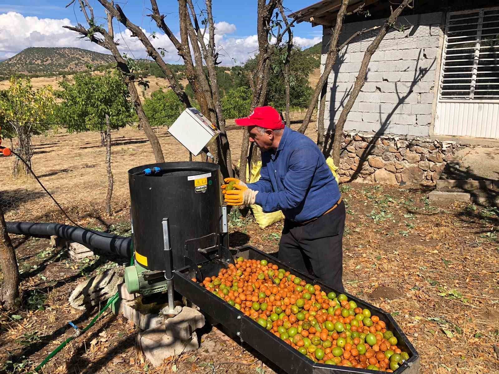 Bingöl’de ceviz bereketi: 150 dönümden 6 ton rekolte