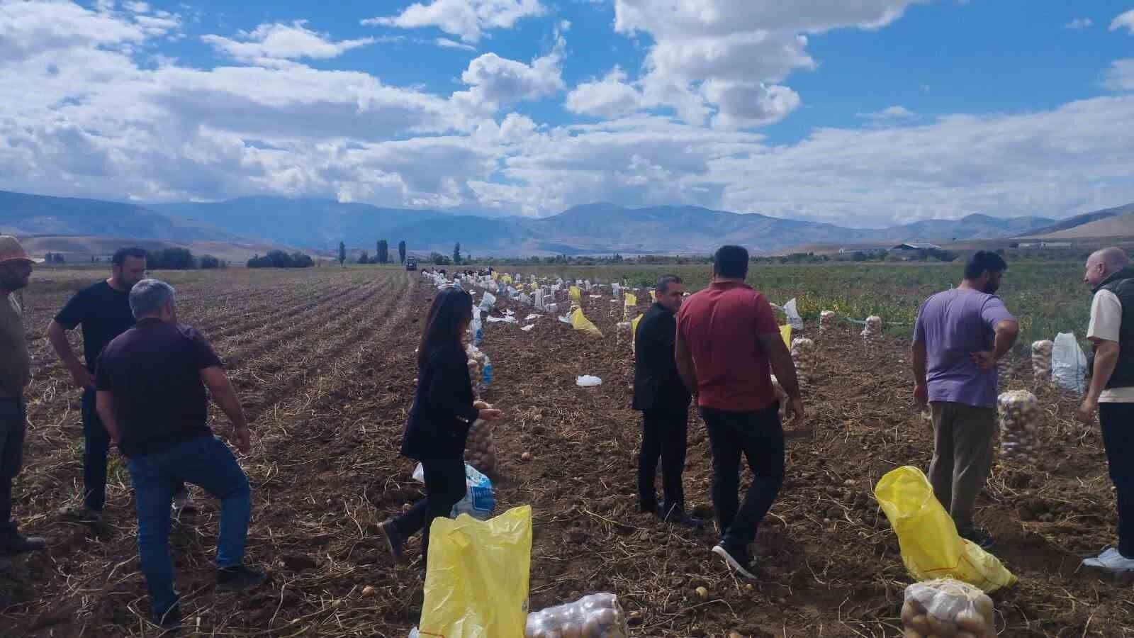 Tercan’da patates tarlalarında hasat sevinci