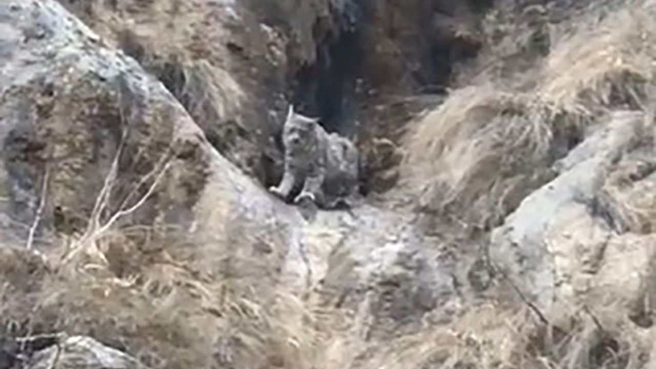 Kırmızı listede yer alıyor: Yok böyle kamuflaj