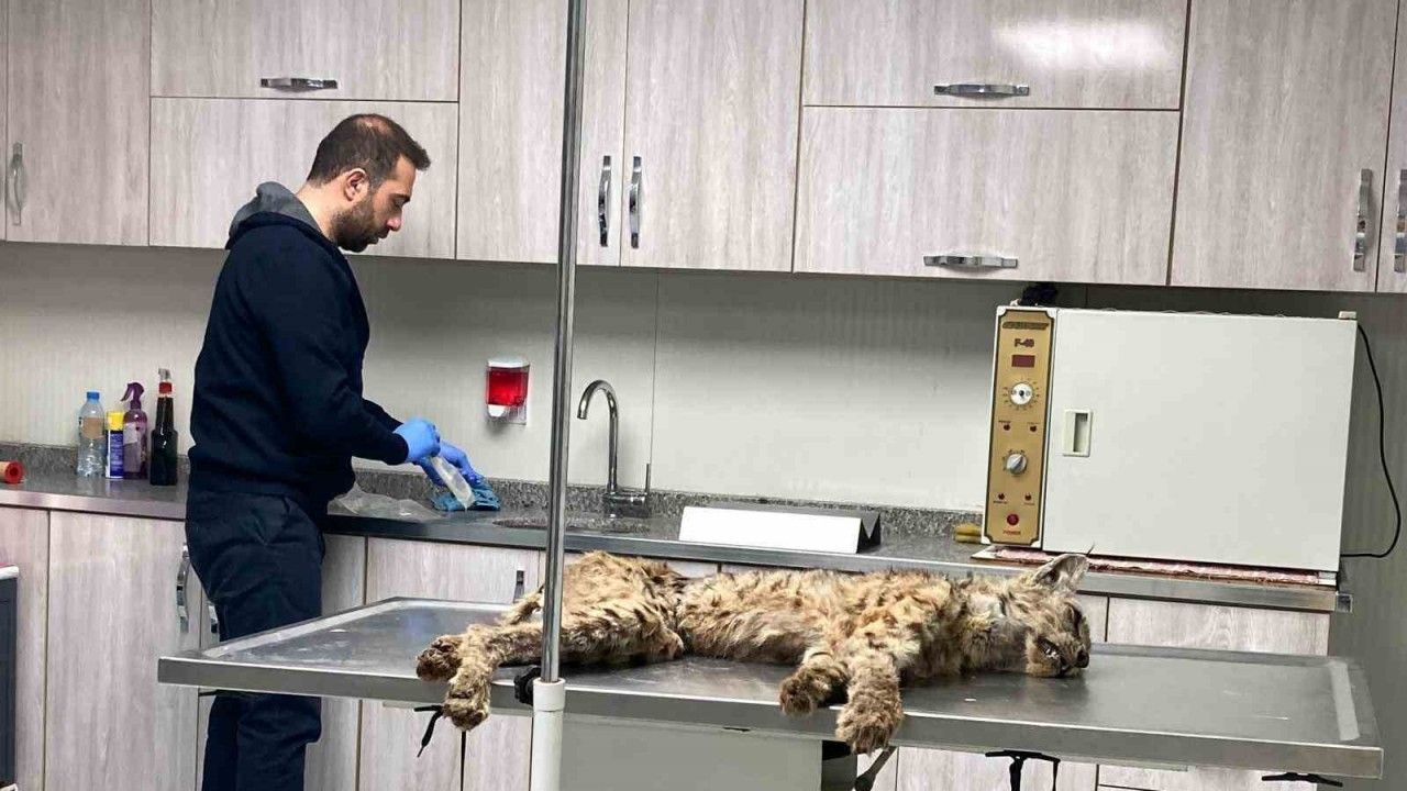 Bitkin vaşak Bitlis'te tedavi altına alındı