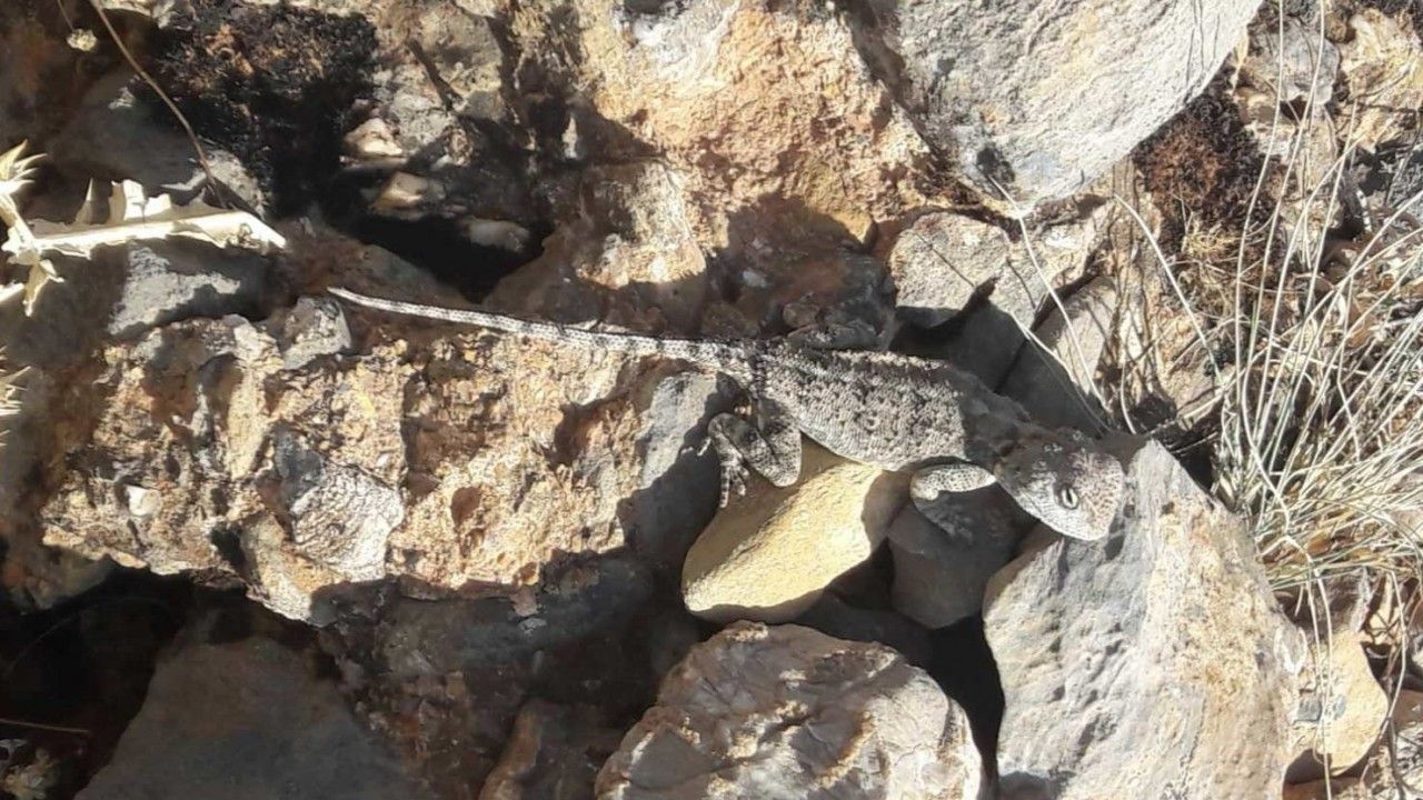 Kırmızı listedeydi Tunceli’de görüldü