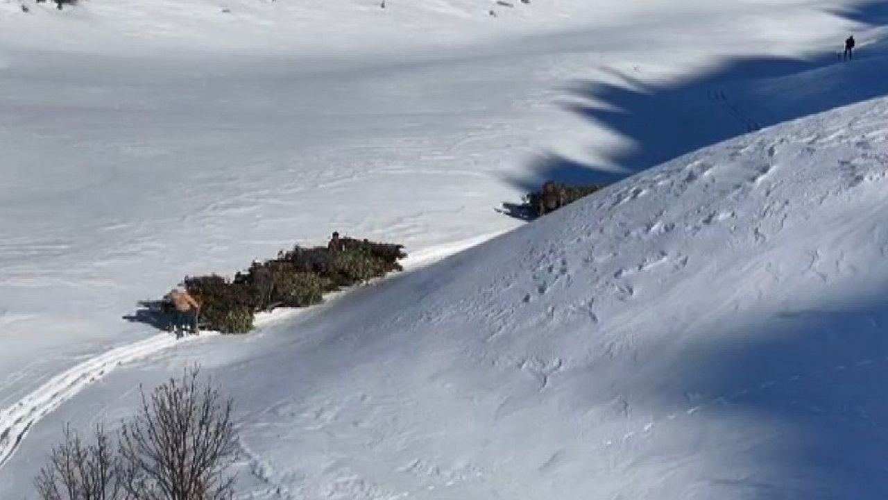 Bitlis'te hayvanlar için kızaklı yem seferberliği