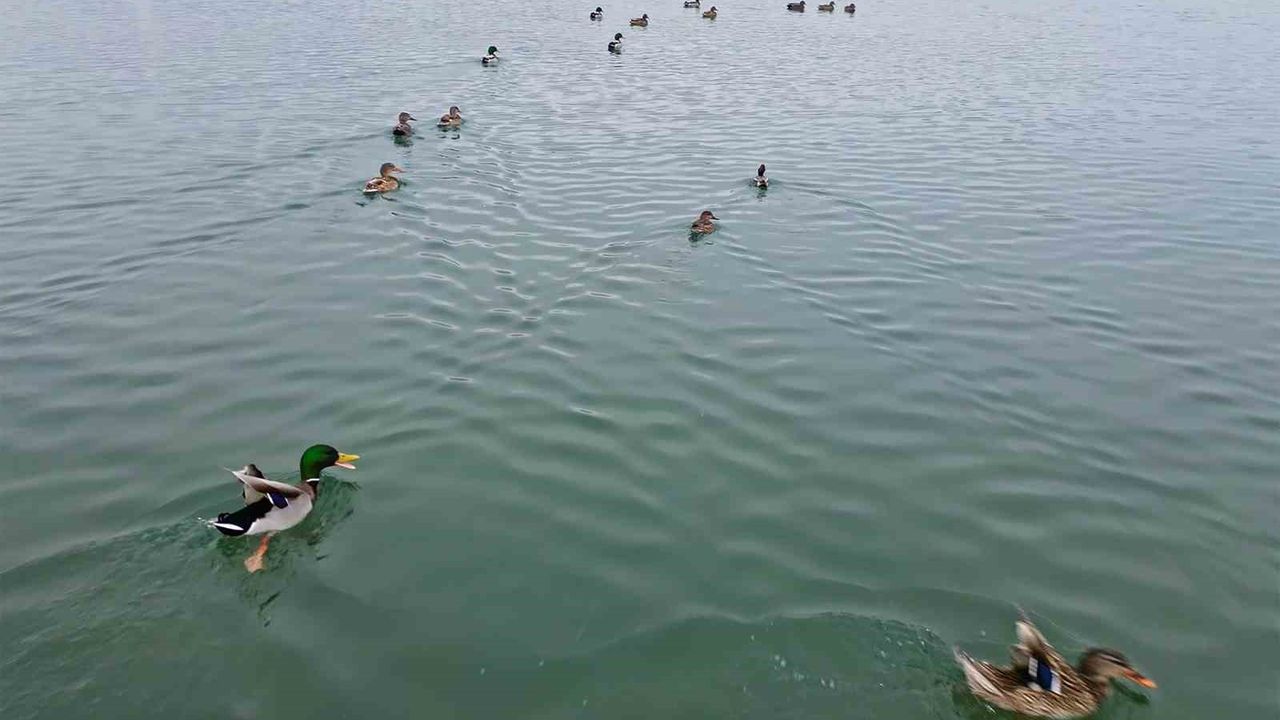 Bitlis’te dondurucu soğuk: Sazlıklar dondu, kuşlar göle sığındı