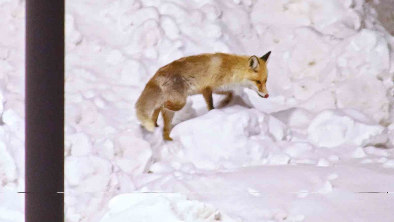 Bitlis'te tilki sürprizi, o anlar görüntülendi