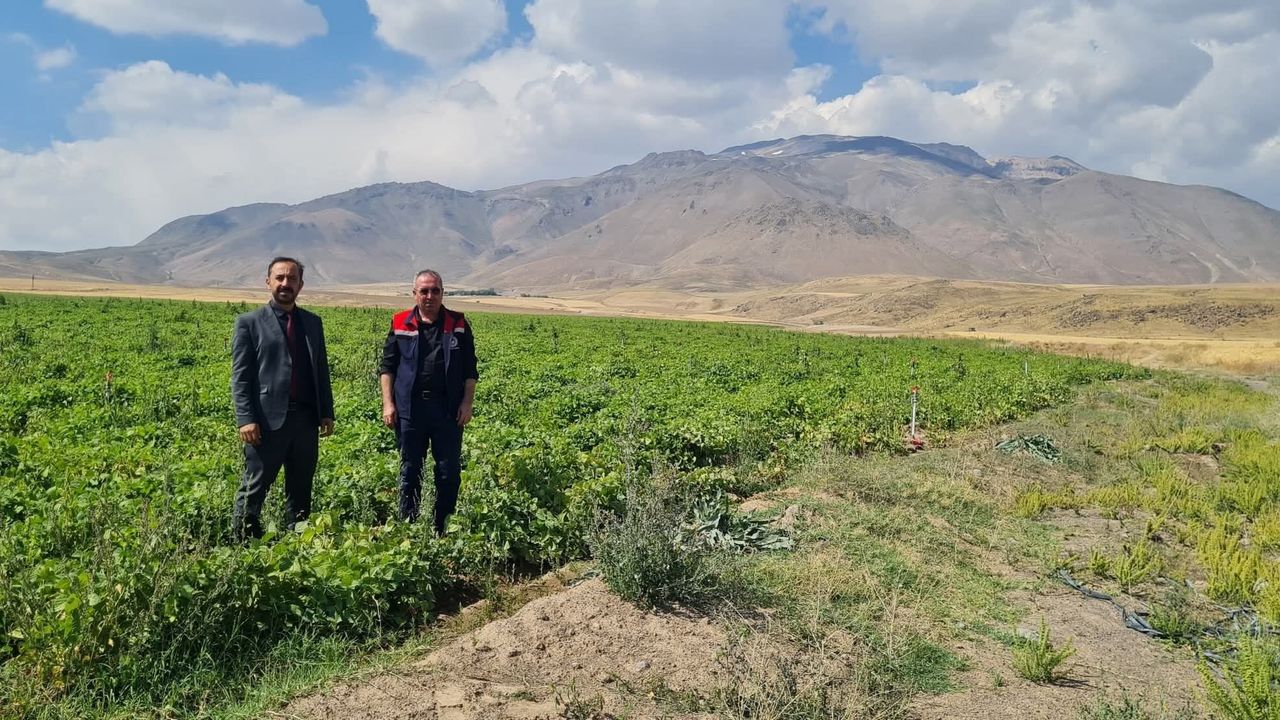 Adilcevaz'da fasulye tarlalarında üretim kontrolleri yapıldı