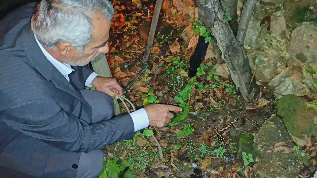 Bitlis'teki bir bahçede üç benekli semender sürprizi