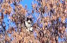 Tatvan'da kuşlara özenen kedi ağaçta mahsur kaldı