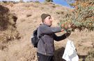 Ahlat’ta doğanın şifa kaynağı alıç toplama mesaisi başladı