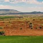 Bahçıvanların yeni favorisi: Az bakım isteyen ve altyapıya zarar vermeyen o ağaç
