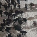Çatıdan düşen kar kütlesinin altında kalan öğrenci yaralandı