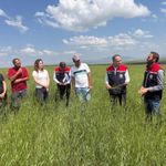 Binlerce yıllık kavılca mirası Kars'ta yaşatılıyor