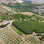 Erzincan'ın zirvelerinde kiraz hasadı yoğun mesaiyle sürüyor