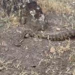 Iğdır'da yerleşim alanına giren koca engerek doğaya bırakıldı