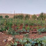 Tatvan'da yağışlar tarımsal üretime bereket getirdi