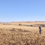 Ağın'da tüylü nohut hasadı sürüyor