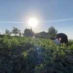 Ağrı'da bostanların bereketi kışa taşınıyor