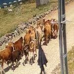 Ağrı'da hayvan hırsızlığı olayında 15 büyükbaş bulundu